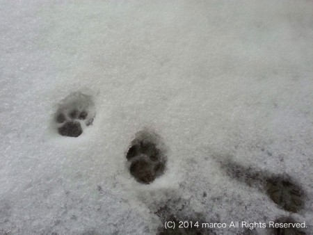 2014.2.15 雪、初体験